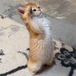 cat2