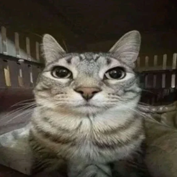 cat3