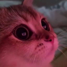 cat5