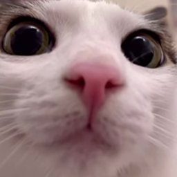 cat6