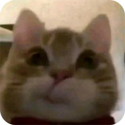 cat1